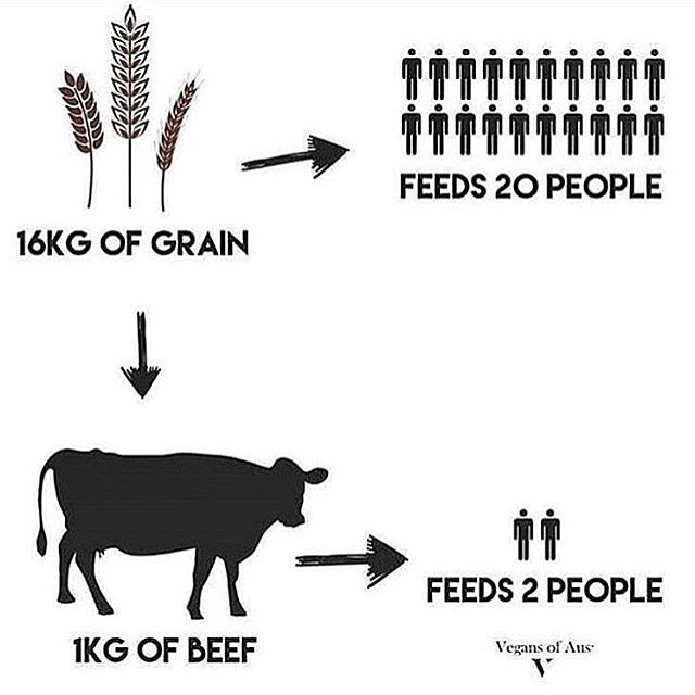 16-kg-cereali-nutrono-20-persone-1kg-di-carne-due-persone