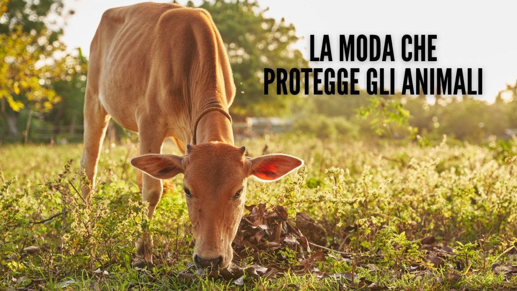 la moda che protegge gli animali con mucca che bruca sullo sfondo