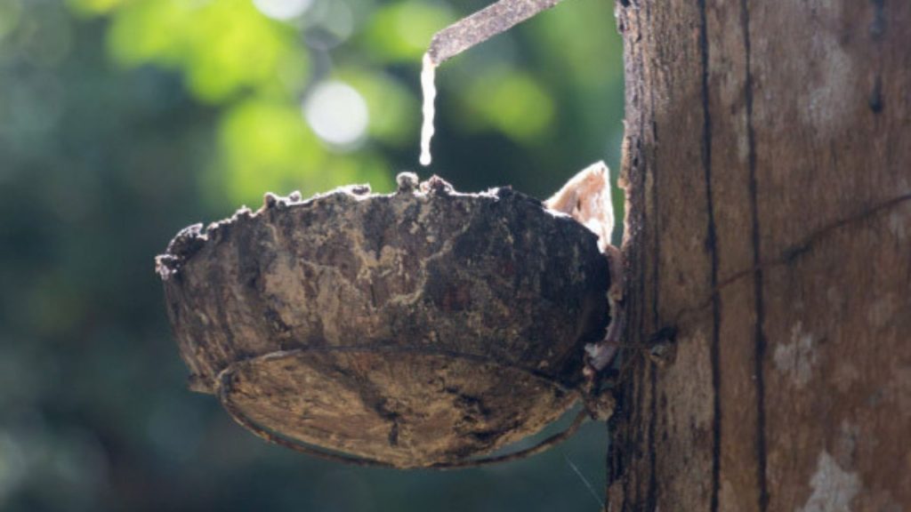 il caucciù estratto dagli alberi