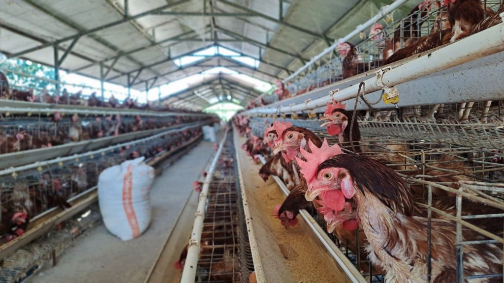 10 Dicembre: Giornata Internazionale Dei Diritti degli Animali - polli in allevamento intensivo