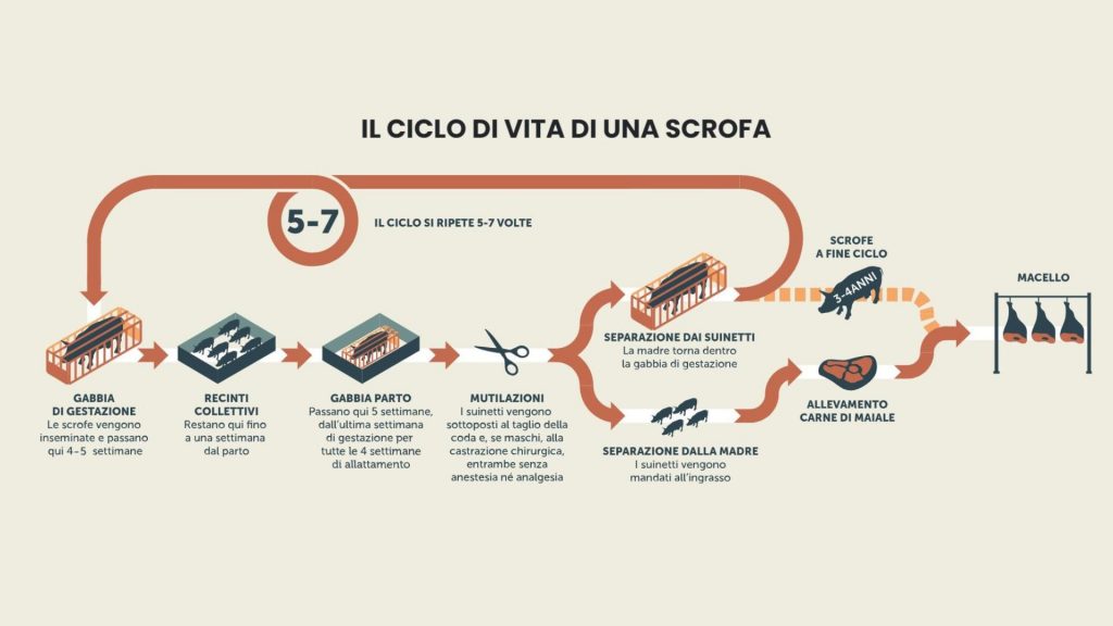 10 Dicembre: Giornata Internazionale Dei Diritti degli Animali - ciclo di vita di una scrofa