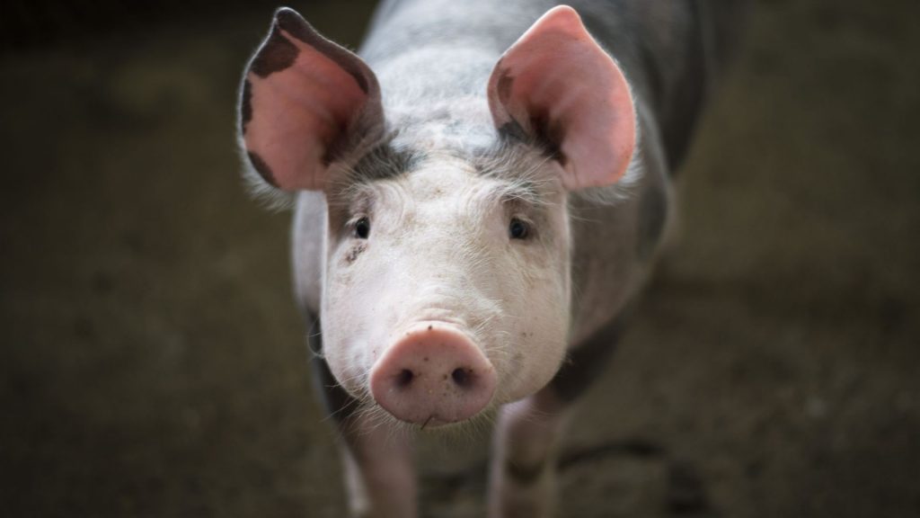 10 Dicembre: Giornata Internazionale Dei Diritti degli Animali - maiale che guarda in camera tristemente