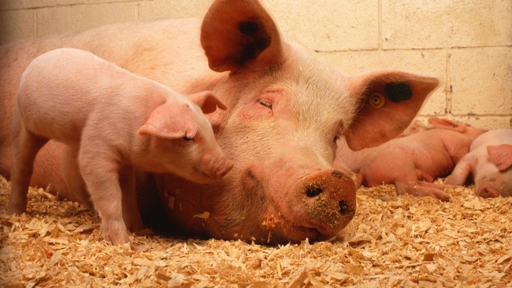 10 Dicembre: Giornata Internazionale Dei Diritti degli Animali - scrofa con cucciolini carini