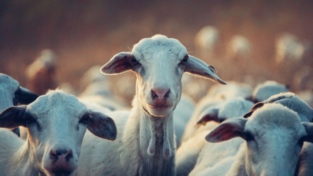 Come Parlare della Tua Scelta Vegan con Gli Altri: Veganuary 2024 - pecore