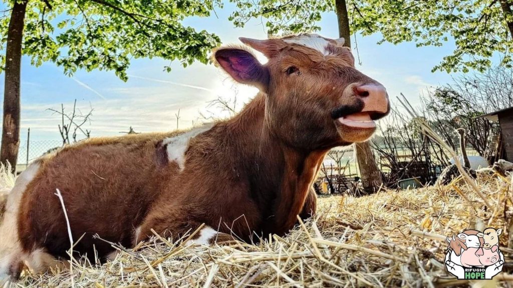 Mucca dal Rifugio Hope: Dona una Zolla!