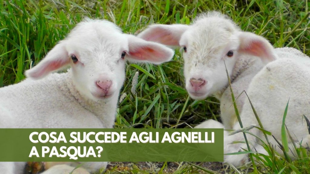 Cosa Succede agli Agnelli a Pasqua?