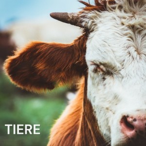 Tiere