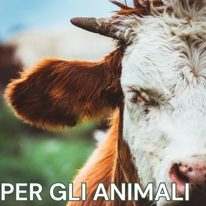 VEGANSHOES-IT - gli animali